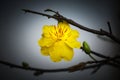 Macro a ochna integerrima integerrima branch, the flowers of traditional Vietnamese new year Royalty Free Stock Photo